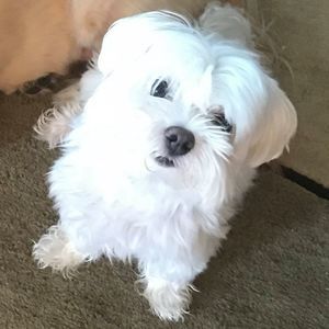 Meet your Posher, Rafael